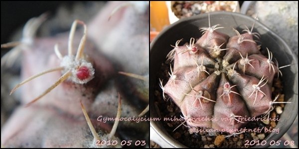 Gymnocalycium mihanovichii var. friedrichii / 牡丹玉