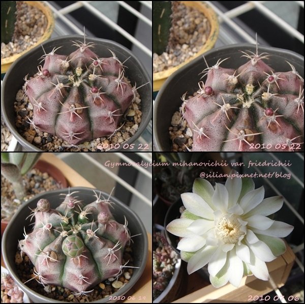 Gymnocalycium mihanovichii var. friedrichii / 牡丹玉