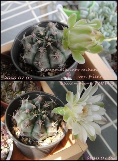 Gymnocalycium mihanovichii var. friedrichii / 牡丹玉