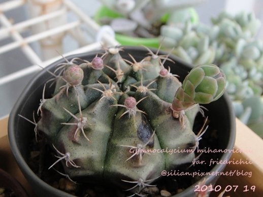 Gymnocalycium mihanovichii var. friedrichii / 牡丹玉