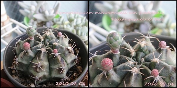 Gymnocalycium mihanovichii var. friedrichii / 牡丹玉