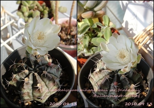 Gymnocalycium mihanovichii var. friedrichii / 牡丹玉