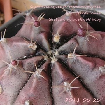 Gymnocalycium mihanovichii var. friedrichii / 牡丹玉