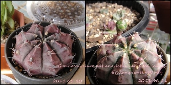 Gymnocalycium mihanovichii var. friedrichii / 牡丹玉