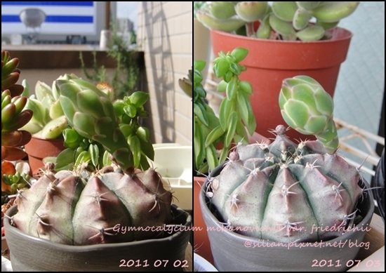 Gymnocalycium mihanovichii var. friedrichii / 牡丹玉