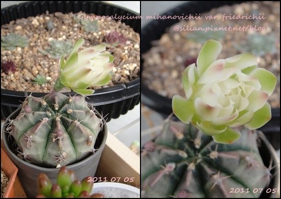 Gymnocalycium mihanovichii var. friedrichii / 牡丹玉