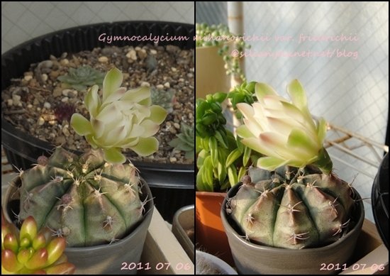 Gymnocalycium mihanovichii var. friedrichii / 牡丹玉