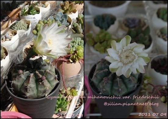 Gymnocalycium mihanovichii var. friedrichii / 牡丹玉