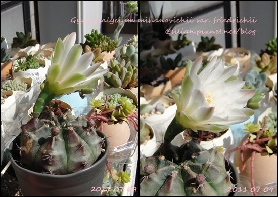 Gymnocalycium mihanovichii var. friedrichii / 牡丹玉