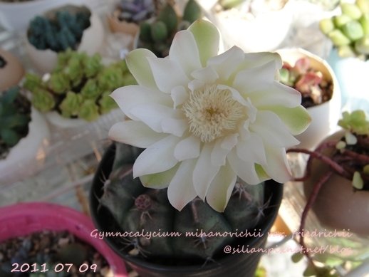 Gymnocalycium mihanovichii var. friedrichii / 牡丹玉