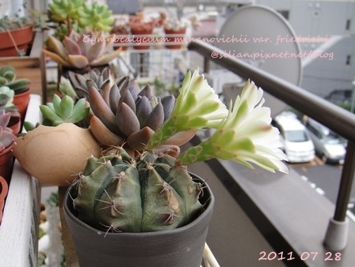 Gymnocalycium mihanovichii var. friedrichii / 牡丹玉