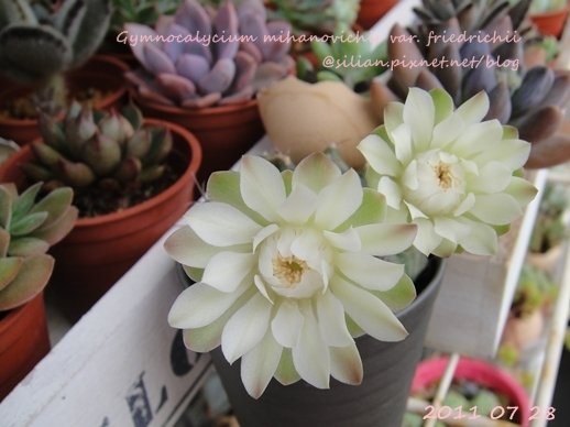 Gymnocalycium mihanovichii var. friedrichii / 牡丹玉