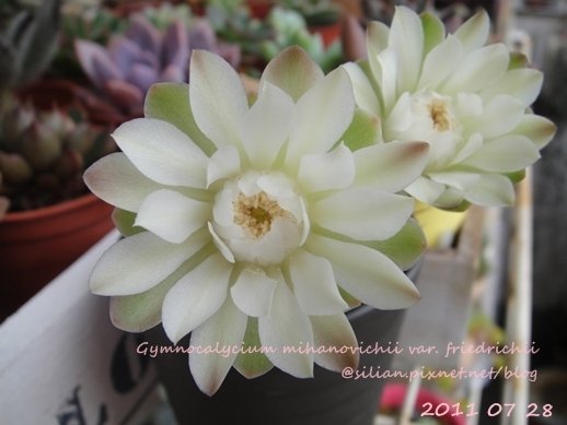 Gymnocalycium mihanovichii var. friedrichii / 牡丹玉