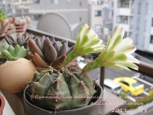 Gymnocalycium mihanovichii var. friedrichii / 牡丹玉