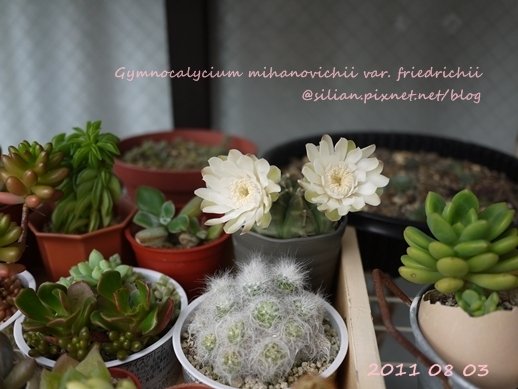 Gymnocalycium mihanovichii var. friedrichii / 牡丹玉