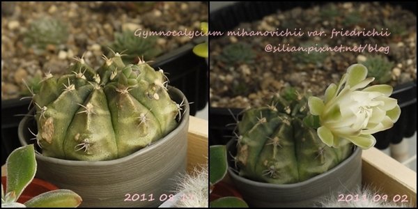 Gymnocalycium mihanovichii var. friedrichii / 牡丹玉