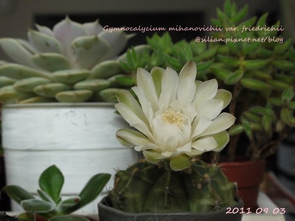 Gymnocalycium mihanovichii var. friedrichii / 牡丹玉