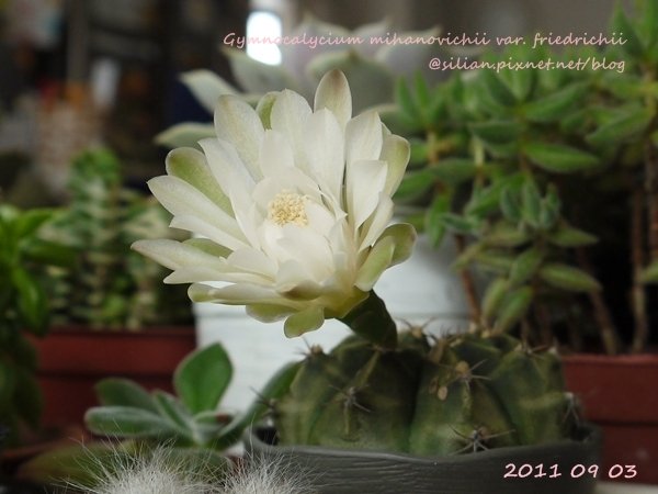 Gymnocalycium mihanovichii var. friedrichii / 牡丹玉