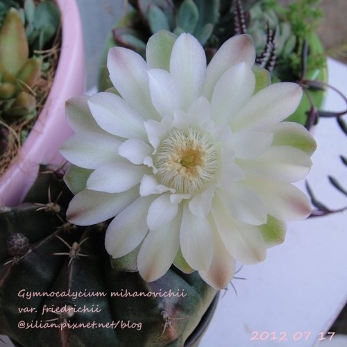 Gymnocalycium mihanovichii var. friedrichii / 牡丹玉