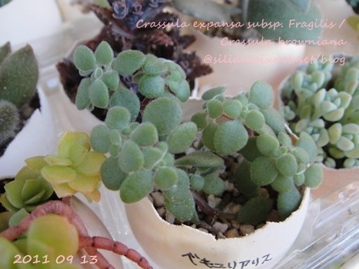 Crassula expansa subsp. Fragilis / Crassula browniana / ベキュリアリス / ペクリアリス / ブロウメアナ