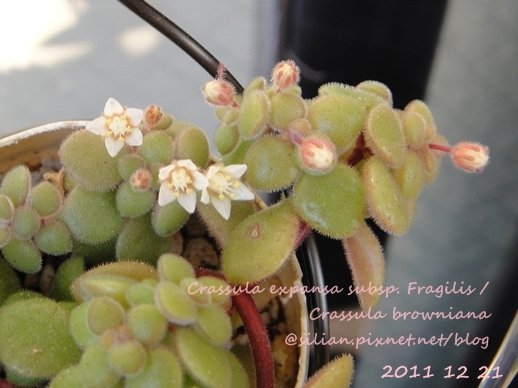 Crassula expansa subsp. Fragilis / Crassula browniana / ベキュリアリス / ペクリアリス / ブロウメアナ