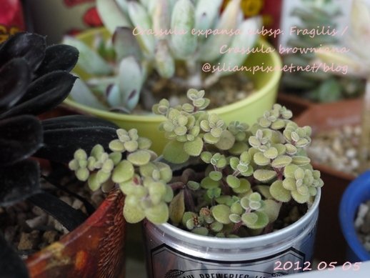 Crassula expansa subsp. Fragilis / Crassula browniana / ベキュリアリス / ペクリアリス / ブロウメアナ