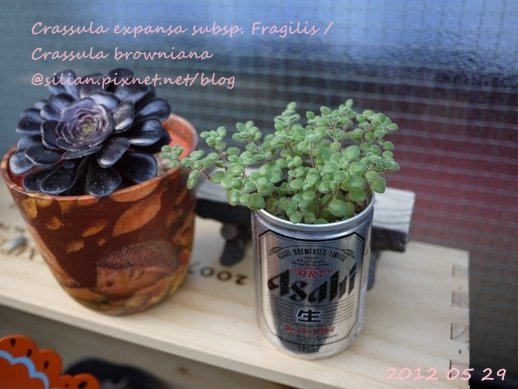 Crassula expansa subsp. Fragilis / Crassula browniana / ベキュリアリス / ペクリアリス / ブロウメアナ