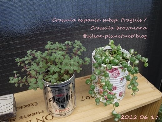 Crassula expansa subsp. Fragilis / Crassula browniana / ベキュリアリス / ペクリアリス / ブロウメアナ