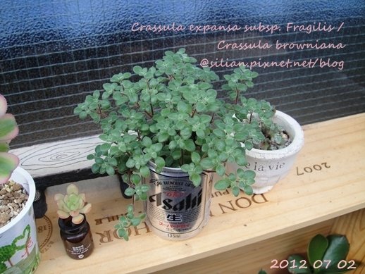 Crassula expansa subsp. Fragilis / Crassula browniana / ベキュリアリス / ペクリアリス / ブロウメアナ