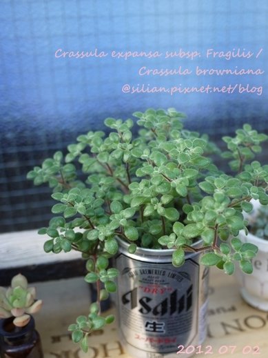 Crassula expansa subsp. Fragilis / Crassula browniana / ベキュリアリス / ペクリアリス / ブロウメアナ