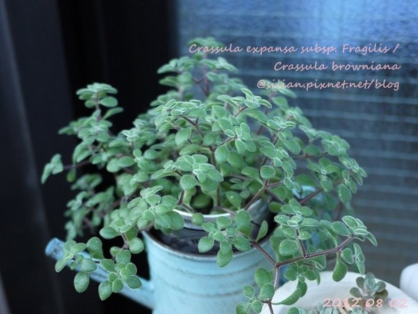 Crassula expansa subsp. Fragilis / Crassula browniana / ベキュリアリス / ペクリアリス / ブロウメアナ