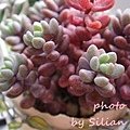 Sedum dasyphyllum riffense / Sedum dasyphyllum var. granduliferum &apos;Purple Haze&apos; / 大型姬星美人(紅) / パープルヘイズ