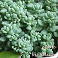 Sedum dasyphyllum &apos;Opaline&apos; / Sedum dasyphyllum var. alternum(日) / 大型姬星美人(青)