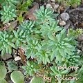 Sedum hispanicum / 薄雪萬年草 / ヒスパニクム / 薄雪万年草（うすゆきまんねんくさ） / 磯小松