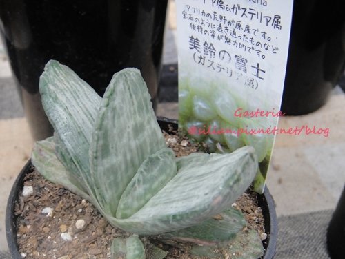 120628 Joyful Honda 印西 Gasteria