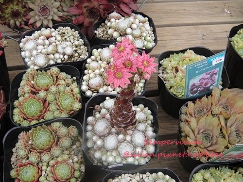 120628 Joyful Honda 印西 Sempervivum