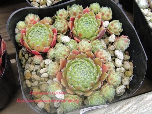 120628 Joyful Honda 印西 Sempervivum