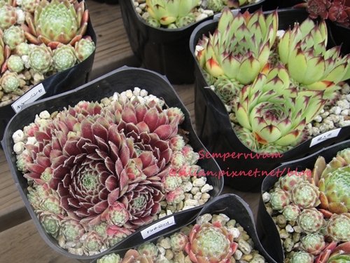 120628 Joyful Honda 印西 Sempervivum &apos;Crimson Velvet&apos;