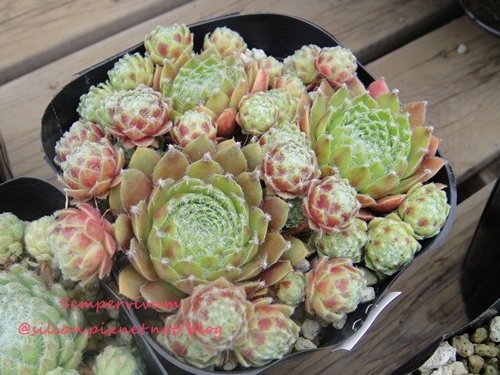 120628 Joyful Honda 印西 Sempervivum