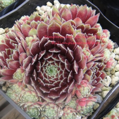 120628 Joyful Honda 印西 Sempervivum &apos;Crimson Velvet&apos;