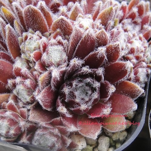 120628 Joyful Honda 印西 Sempervivum