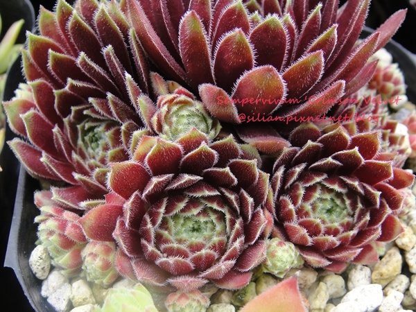 120628 Joyful Honda 印西 Sempervivum &apos;Crimson Velvet&apos;