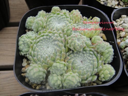 120628 Joyful Honda 印西 Sempervivum ciliosum var. borisii