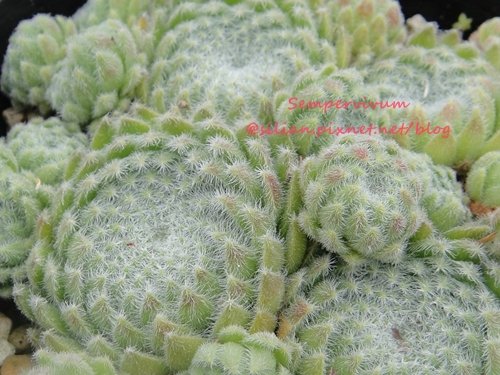 120628 Joyful Honda 印西 Sempervivum ciliosum var. borisii