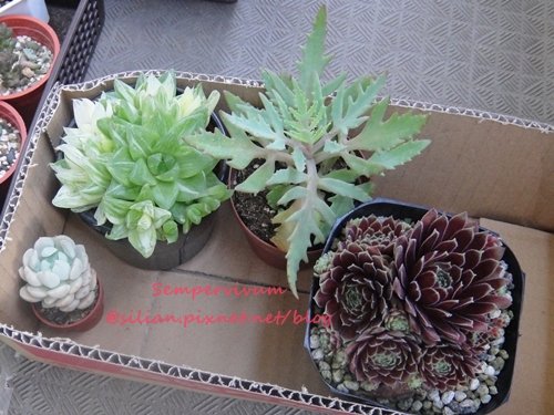 120628 Joyful Honda 印西 Succulent