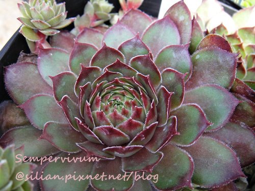 20120630 Joyful Honda 富里 Sempervivum