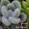 Sedum mocinianum / カシミヤヒントニー / 新ヒントニー / カシミアもけもけ / モシニアナム / 新信東尼 / 貓毛信東尼