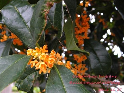 Osmanthus fragrans var. aurantiacus