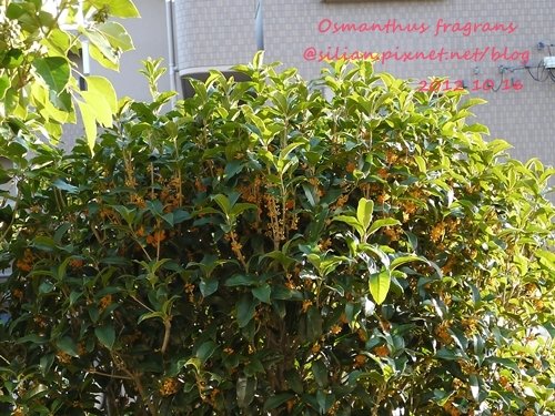 Osmanthus fragrans var. aurantiacus