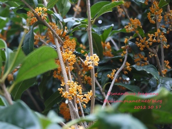 Osmanthus fragrans var. aurantiacus